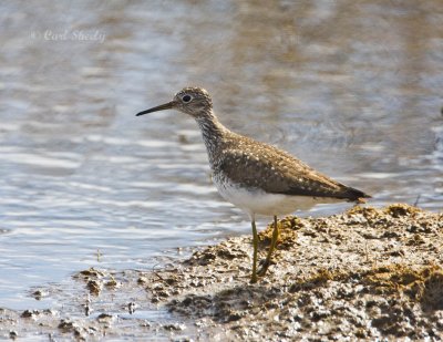 Solitary Sandpiper-3.jpg