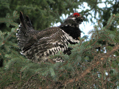 Spruce Grouse-2.jpg