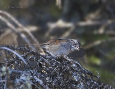 Swamp Sparrow-5.jpg