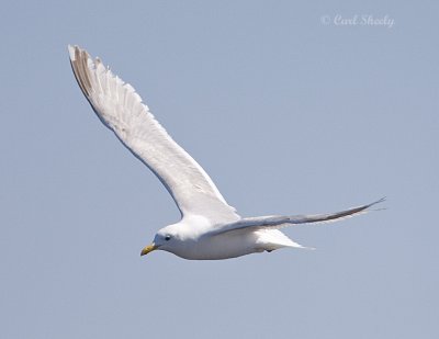 Thayers Gull-2.jpg