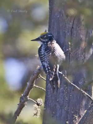 Three-toed Woodpecker-1.jpg