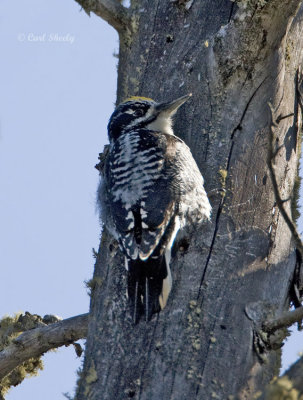 Three-toed Woodpecker-2.jpg