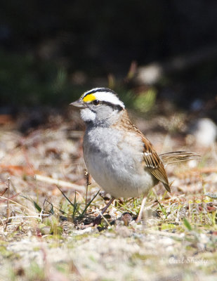 White-throated Sparrow-5.jpg