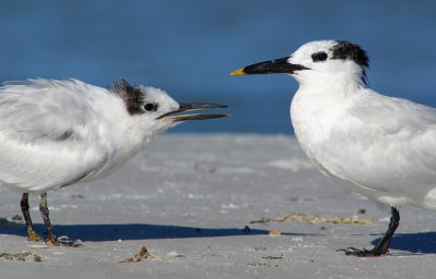 Juvy Sandwich Tern begging to be fed