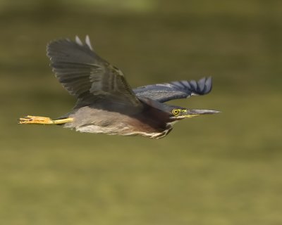 Green Heron in Flight 3.jpg