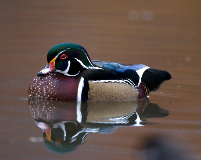 WJ3W1417-Edit.jpg