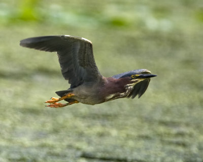 Green Heron Flying 1.jpg