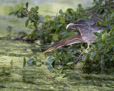 Green Heron Hunting.jpg