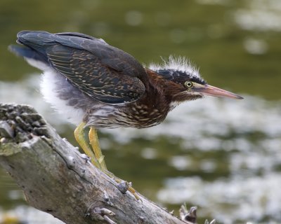 Juvenile Green Heron 2.JPG