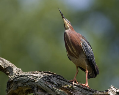 Green Heron Looking Up.jpg