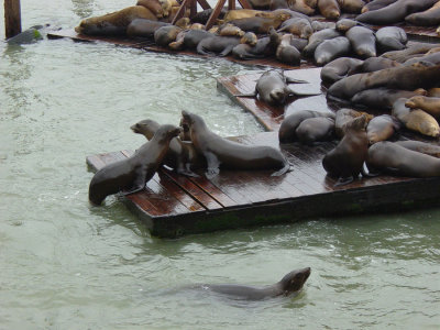 Sea Lions