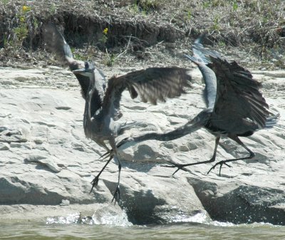 Fighting Heron - One for Good Measure