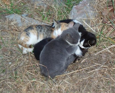 A nest of kittens