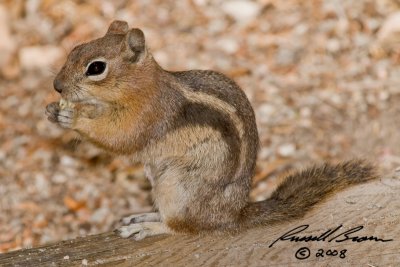 Chipmunk 5167 800.jpg