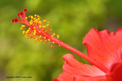 Hibiscus