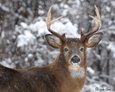 White-tailed deer