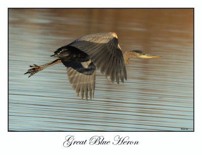 Great Blue Heron
