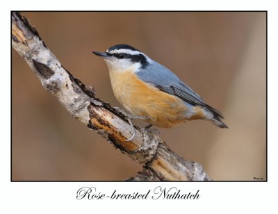 Rose-breasted Nuthatch