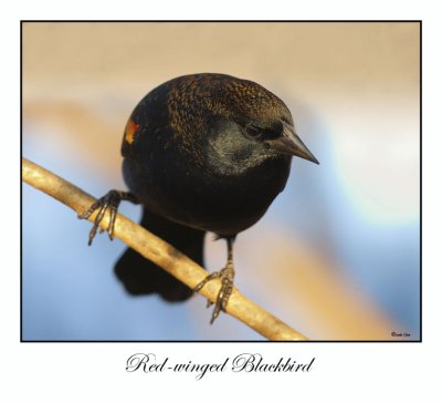 Red-winged Blackbird