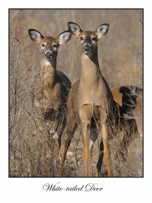 White-tailed Deer