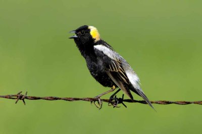 Bobolink