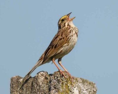 Savannah Sparrow