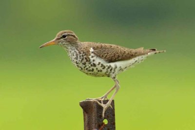 Spotted Sandpiper