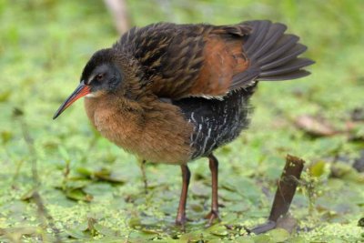 Virginia Rail