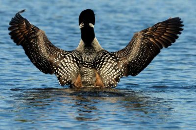 Common Loon