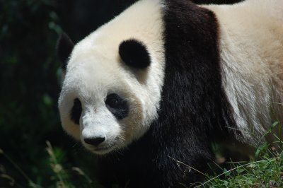 Panda - Washington National Zoo