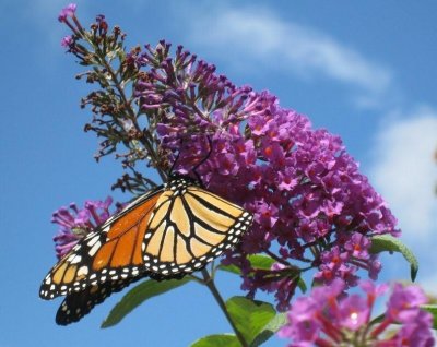 Monarch Butterfly - 2