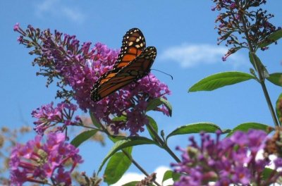 Monarch Butterfly - 3