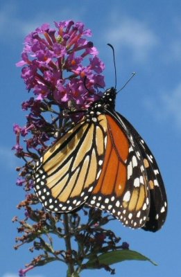 Monarch Butterfly - 5