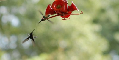 Hummingbird - 3