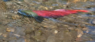 DSC_1869a.jpg