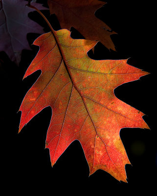 DSC_3018a.jpg
