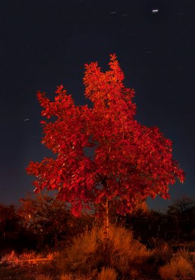 DSC_3220a.jpg