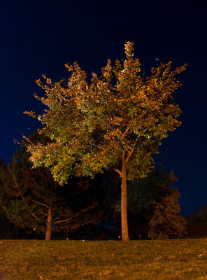 DSC_3455a.jpg
