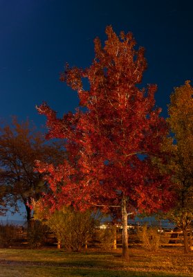DSC_3464a.jpg