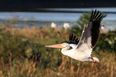 San Jac pelican 1.jpg