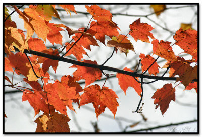 Maple Leaves