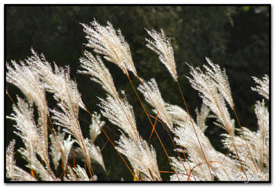 Grasses