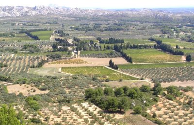 Olive Groves and Vineyards Below Les Baux 1.jpg