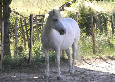 Camargues Horse.jpg
