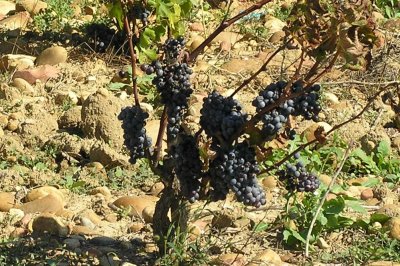 Ripe Wine Grapes.jpg