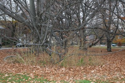 Invasives and weeds infront of beech tree