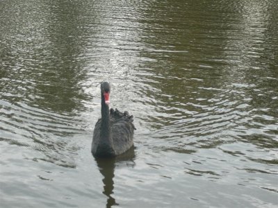 Zwarte zwaan in de Vlaardinger vaart