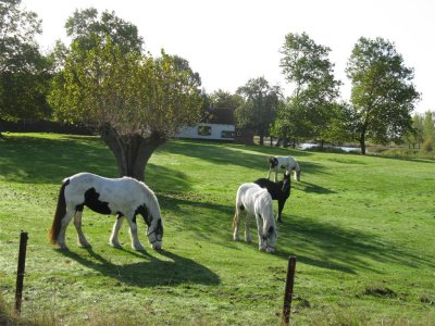paarden bij de Braakmankreek