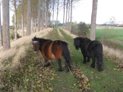 Pony's bij de Zuiderlandpolder