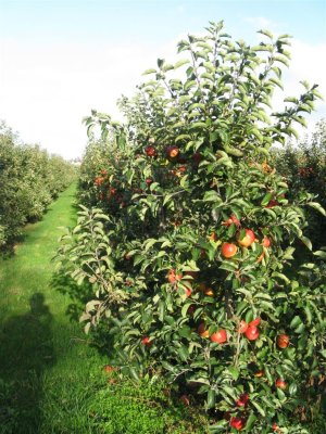 appelboomgaard bij Nisse